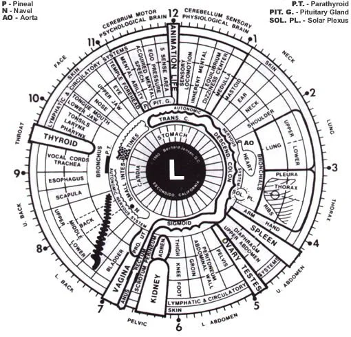 Left Iris Chart for Naturopathic Clinics in Canada — Practical Guide and Visual Reference — Iridology chart Left eye  (9).jpg